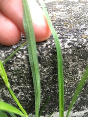 Carex