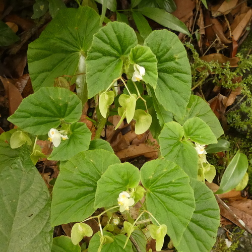 Begonia hirtella