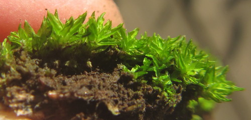 Calymperes pallidum