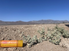 Atriplex argentea longitrichoma