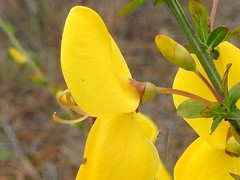 Cytisus grandiflorus