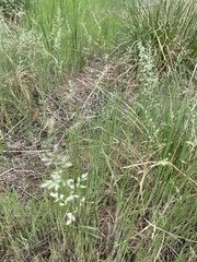 Poa arachnifera