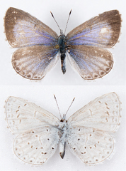 Celastrina echo echo
