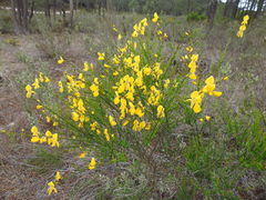 Cytisus grandiflorus