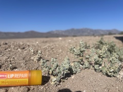 Atriplex argentea longitrichoma