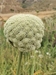 Visnaga daucoides