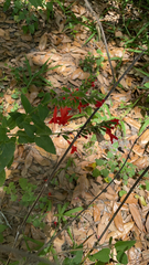 Salvia coccinea image