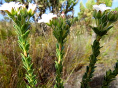 Adenandra obtusata