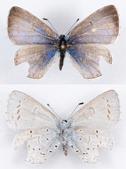 Celastrina echo echo