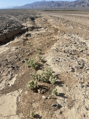 Atriplex argentea longitrichoma