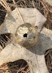 Amphibolips quercusinanis