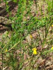 Cytisus scoparius