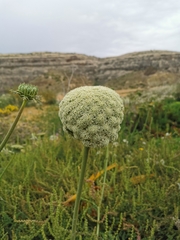 Visnaga daucoides