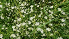 Stellaria graminea