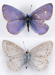 Celastrina echo echo