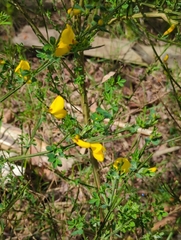 Cytisus scoparius