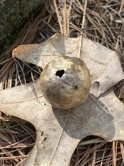 Amphibolips quercusinanis