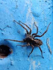 Acantholycosa lignaria