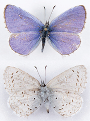 Celastrina echo echo