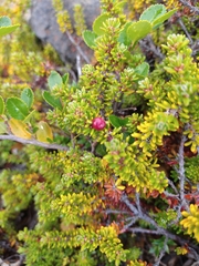 Empetrum rubrum, photograph Pablo, CC BY, iNaturalist via GBIF
