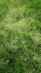 Stellaria graminea