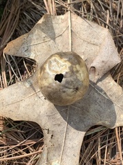 Amphibolips quercusinanis