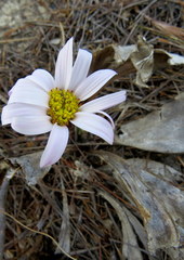 Mairia coriacea