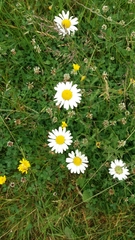 Leucanthemum vulgare