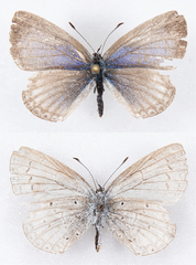 Celastrina echo echo