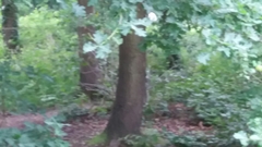 Sciurus carolinensis