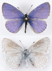 Celastrina echo echo