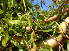 Melampsora epitea