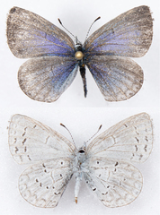 Celastrina echo echo