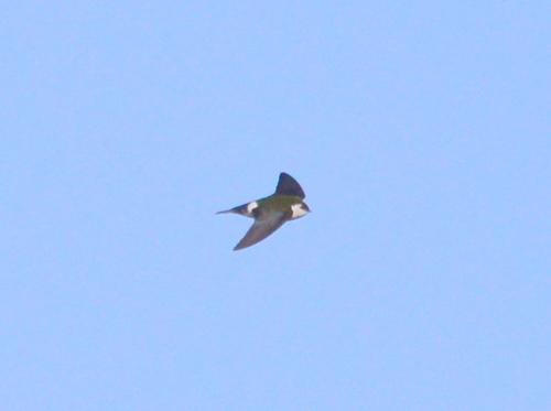 iNaturalist observation photo of Violet-green Swallow