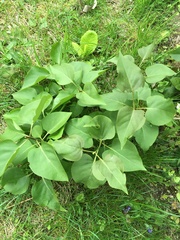 Syringa vulgaris