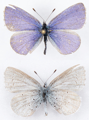 Celastrina echo echo