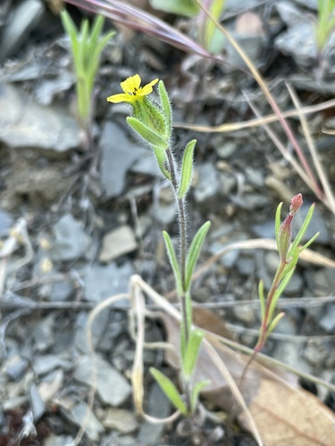 iNaturalist observation photo of grassy tarweed