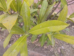 Melicytus lanceolatus