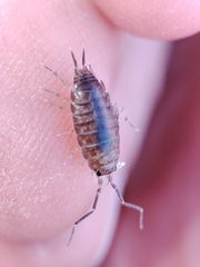 Halophiloscia couchii