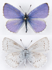 Celastrina echo echo