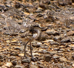 Charadrius sanctaehelenae