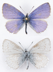 Celastrina echo echo