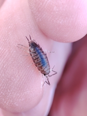 Halophiloscia couchii