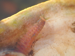 Marphysa