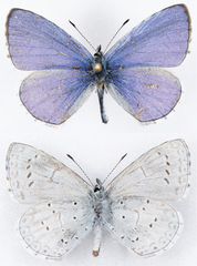 Celastrina echo echo