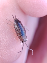 Halophiloscia couchii