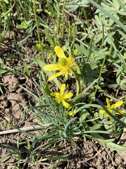 Ranunculus glaberrimus