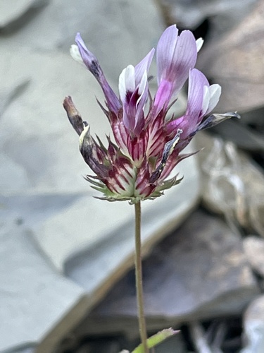 iNaturalist observation photo of tomcat clover
