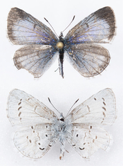 Celastrina echo echo