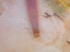 Marphysa